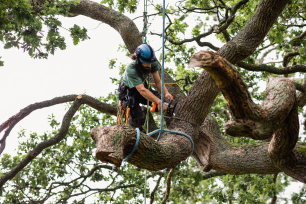 Best Tree Risk Assessment  in Neosho, MO